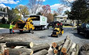 Tree and Shrub Care in Hartley, CA