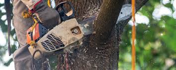 How Our Tree Care Process Works  in  Hartley, CA